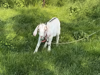 Goat, Nubian Goat — photo 1