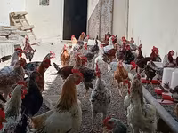 Chickens — फ़ोटो 3