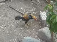 Chickens — foto 4