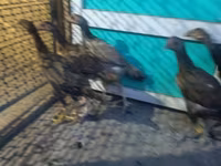 Chickens — foto 5