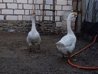 Geese — foto 4