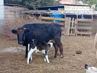 Cow, Holstein breed — photo 2