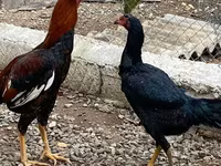 Chickens — Foto 8