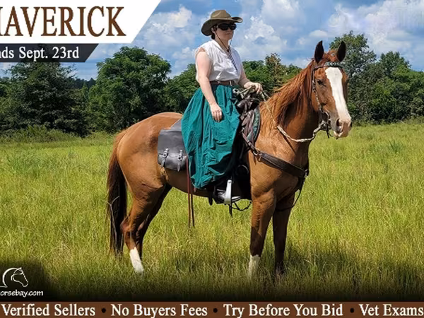 At, Quarter Horse