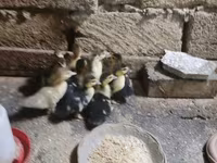 Ducks — फ़ोटो 3