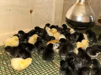 Chickens — foto 1