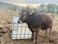 Vaca, Ganado vacuno — foto 4