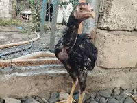 Chickens — photo 2