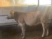 Cow, Swiss cattle — photo 2