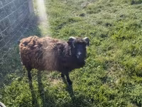 Owca, Ouessant sheep — zdjęcie 4