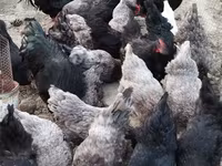 Australorp — foto 2