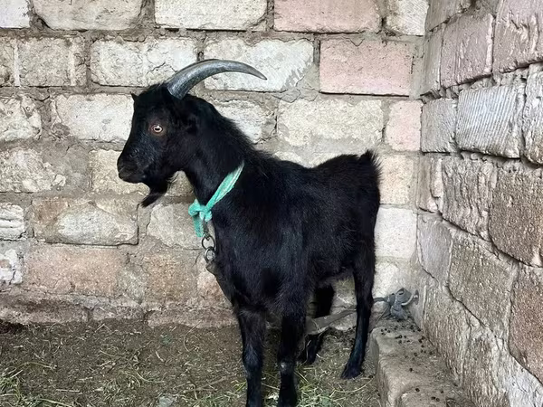Goat, Goats