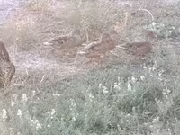 Ducks — foto 3