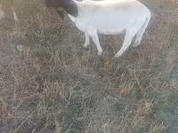 Schaf, Dorper sheep — Foto 1