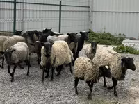 भेड़, Romanov sheep — फ़ोटो 2