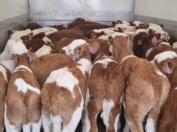 أبقار (دفعة، الجنس غير محدد), Simmental cattle