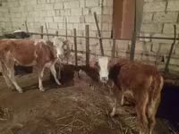 İnək, Simmental cattle — foto 1