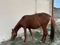 At, Karabakh horse — foto 2