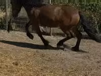 Égua, Cavalos — foto 3