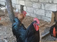 Chickens — photo 5