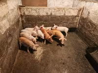 Säue, Schweine — Foto 1