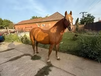 Kobyła, Haflinger — zdjęcie 1
