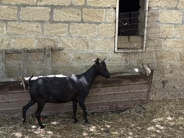 Goat, Murcia-Granada goats