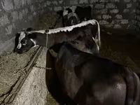 Vaca, Bovinos — foto 2