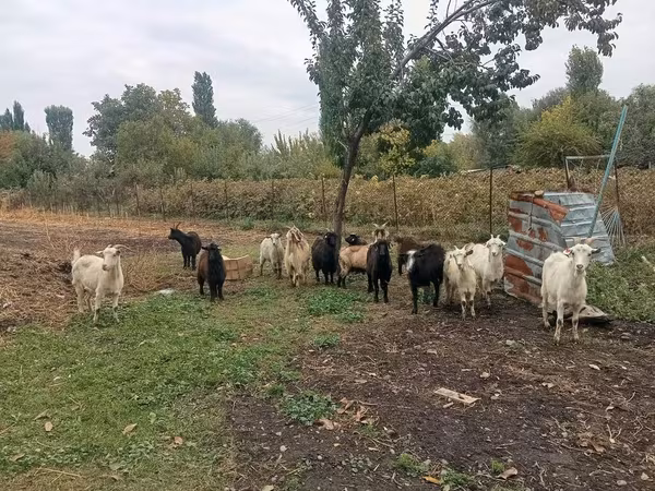 Koza, Alpine goat