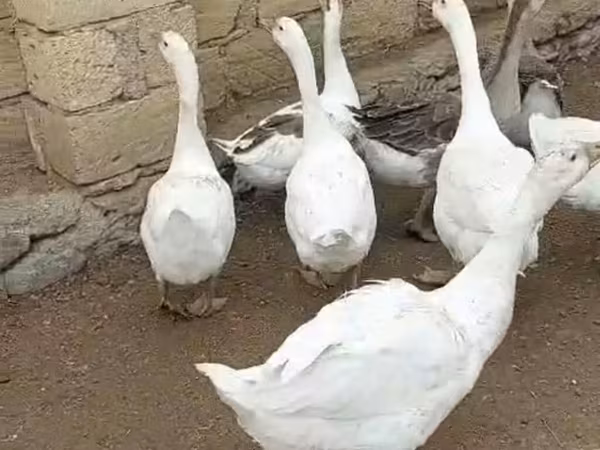 Geese