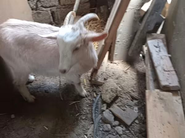 Dişi keçi, Saanen goat