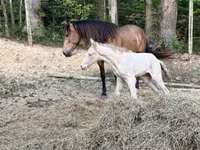 घोड़ी, Black Sea breed — फ़ोटो 2