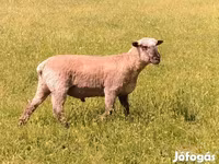 Qoʻchqor, Shroshire sheep — 3-rasm