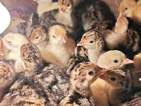 Turkeys — foto 2