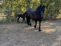 Yegua, Friesian — foto 6