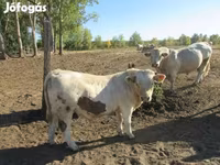Touro, Charolais cattle — foto 3