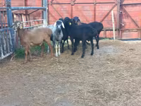 मेढ़ा, Hissar sheep — फ़ोटो 1