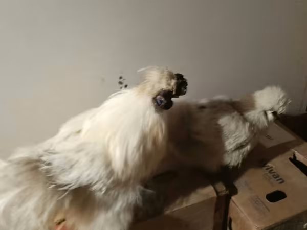 Silkie