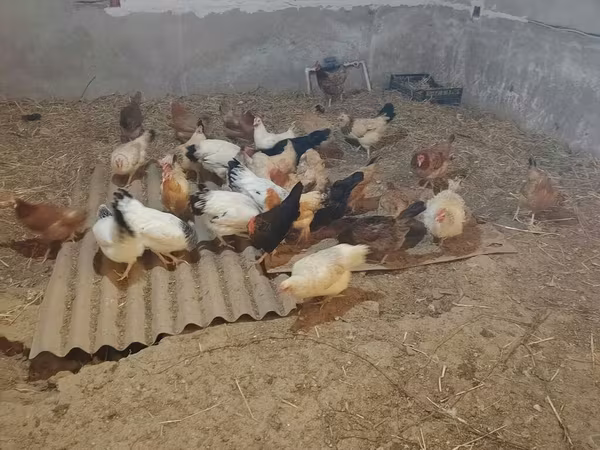 Chickens — Azerbaijan