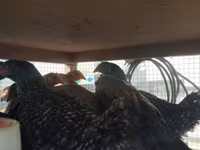 Chickens — الصورة 8