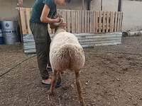 Schafe (Partie, Geschlecht nicht angegeben), Arashan sheep — Foto 7