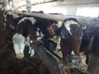 Cattle (batch, sex not specified), Simmental cattle — photo 2