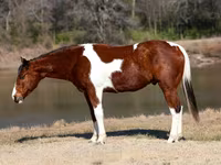 Horse (M), National Show Horse — photo 2