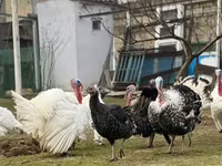 Geniş Sinəli Ağ — foto 5