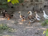 Ducks — الصورة 1