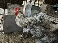 Australorp — photo 3