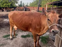 İnək, Alatau irqi — foto 1