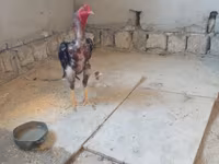 Chickens — 照片 2