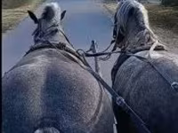 Mare, Horses — photo 2