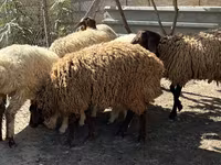 Oveja, Ovejas — foto 2